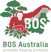 Gambar Borneo Orangutan Survival Australia Posisi Orangutan Enrichment Volunteer Coordindator